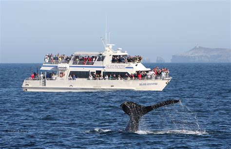 ventura harbour whale watching